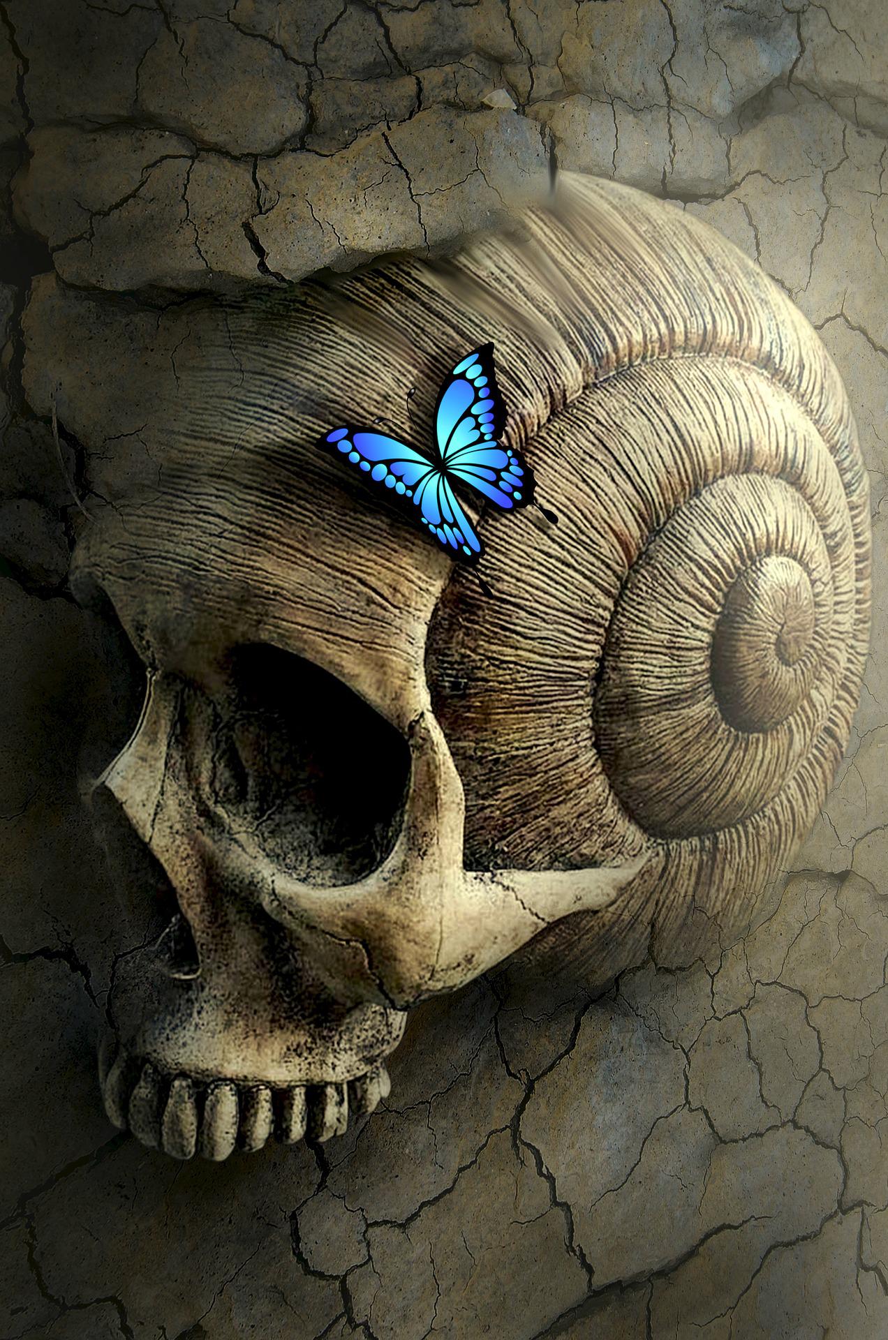 Butterfly Skull